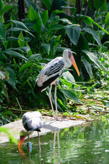 Lesser adjutant stork in its habitat