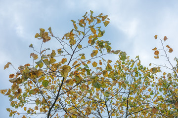 Leaves on tree, turning to yellow. Spring, Autumn.