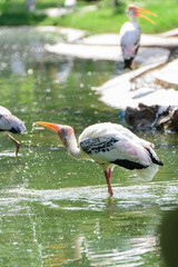 Lesser adjutant stork in its habitat