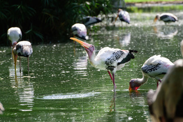 Lesser adjutant stork in its habitat