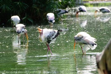 Lesser adjutant stork in its habitat