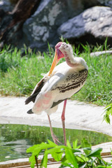 Lesser adjutant stork in its habitat