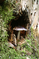 Pilz im Wald