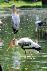 Lesser adjutant stork in its habitat