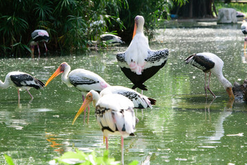 Lesser adjutant stork in its habitat