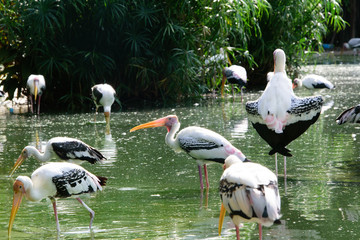 Lesser adjutant stork in its habitat