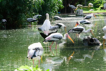 Lesser adjutant stork in its habitat