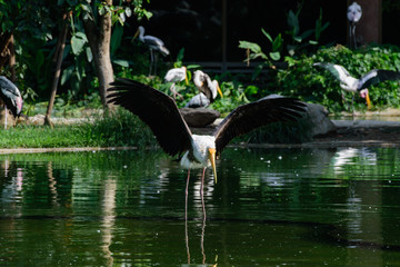 Lesser adjutant stork in its habitat