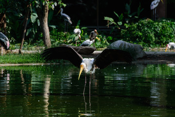 Lesser adjutant stork in its habitat