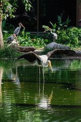 Lesser adjutant stork in its habitat