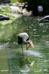 Lesser adjutant stork in its habitat