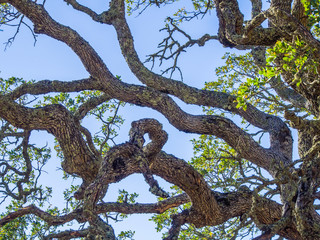 Sunlight through branches