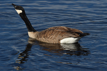 Canada Goose resting during migration on pond in California
