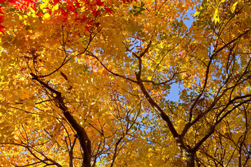 Blasenesche im Herbst