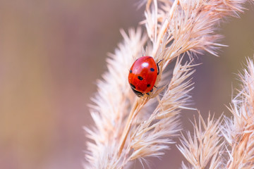 Ladybug