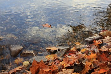 落ち葉の浮かぶ湖畔