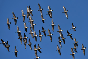 Aleutians Canada Geese on migration in Central California