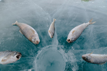 Fototapeta premium Winter fishing on the lake.