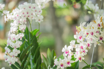 orchid flower