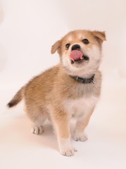 Obraz premium 舌を出した子犬