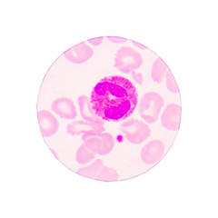 Blood cells on white background.