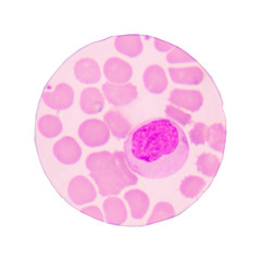 Blood cells on white background.