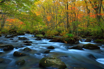 紅葉の奥入瀬渓流
