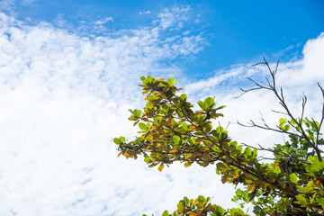blue sky with cloud closeup
