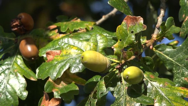 Autumn acorns on Oak Tree - close up