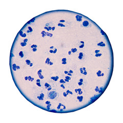 Blue white blood cells on white background.