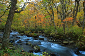紅葉の奥入瀬渓流