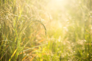 Gold rice field