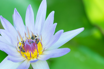 Obraz premium Purple lotus flower