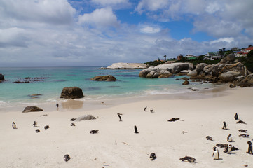 Fototapeta na wymiar Penguins at Boulders Beach,South Africa.