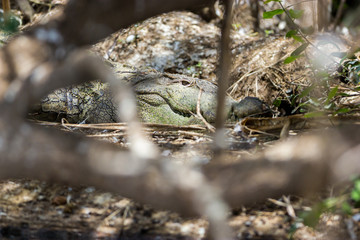 The mugger crocodile is a skilled predator that preys on a variety of species. Like other crocodilians they are ambush hunters and wait for their prey. They wait in murky waters to launch the attack.