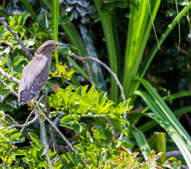 The night herons are medium-sized herons.Refers to the largely nocturnal feeding habits of this group of birds, and the croaking crow-like call of the best known species, the black-crowned night heron