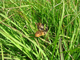 Fox snake peeks through grass