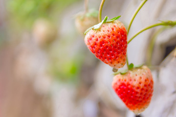 fresh ripe and unripe strawberry with green leaves on seedbed in the plantation, Selective focus with copy space and text.