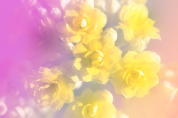 Flower Background