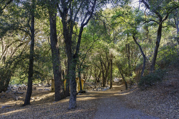 Fototapeta premium Beautiful fall color of Switzer Falls Trail