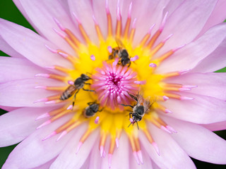 Close up lotus pollen and bee