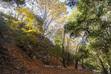 Beautiful fall color of Switzer Falls Trail