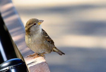 House Sparrow (Passer domesticus ) on a park bench
