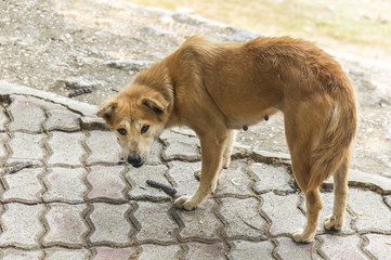 The skinny female Brown dog is hydrophobia on the way