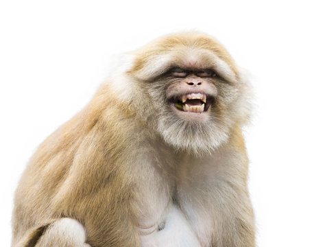 Image of a brown rhesus monkeys on white background.