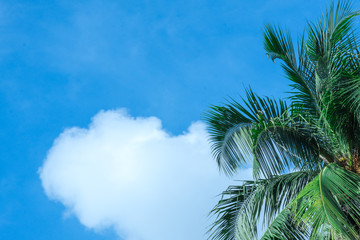 Obraz na płótnie Canvas Coconut tree with beautiful sky and bright.