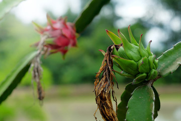 Agriculture fresh Dragon fruit, Pitaya  in farm for harvest 