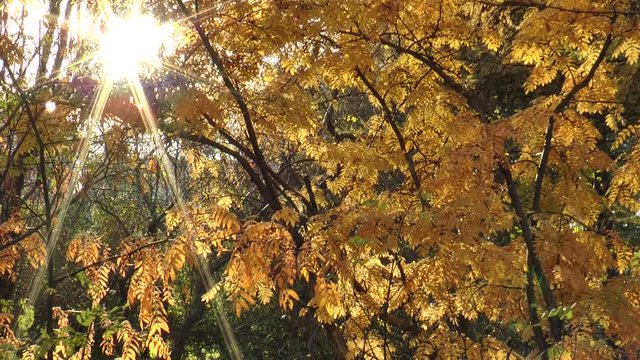 Bright sun shines through the yellow autumn rowan leaves.