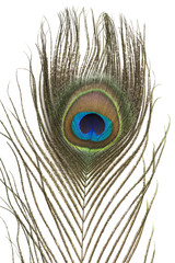 Obraz premium Peacock Feather