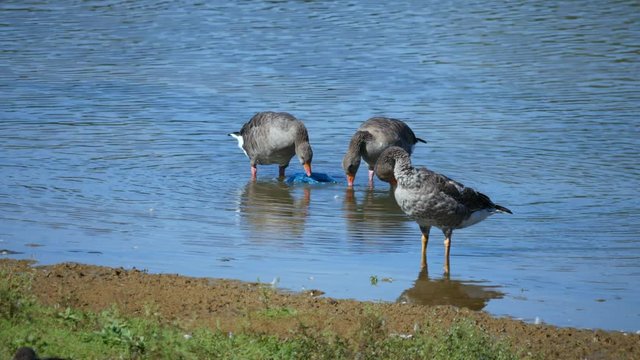 Greylag Goose Eating a Discarded Blue Plastic Bag
